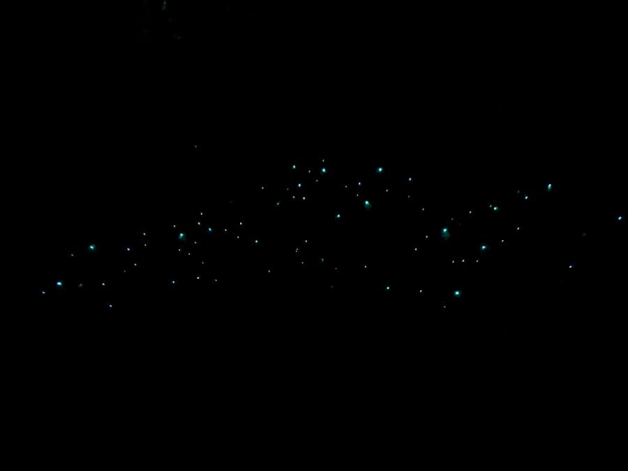Auckland: Inner-City Glowworm Experience in Ancient Volcano - Why Auckland Domain makes this glowworm tour different