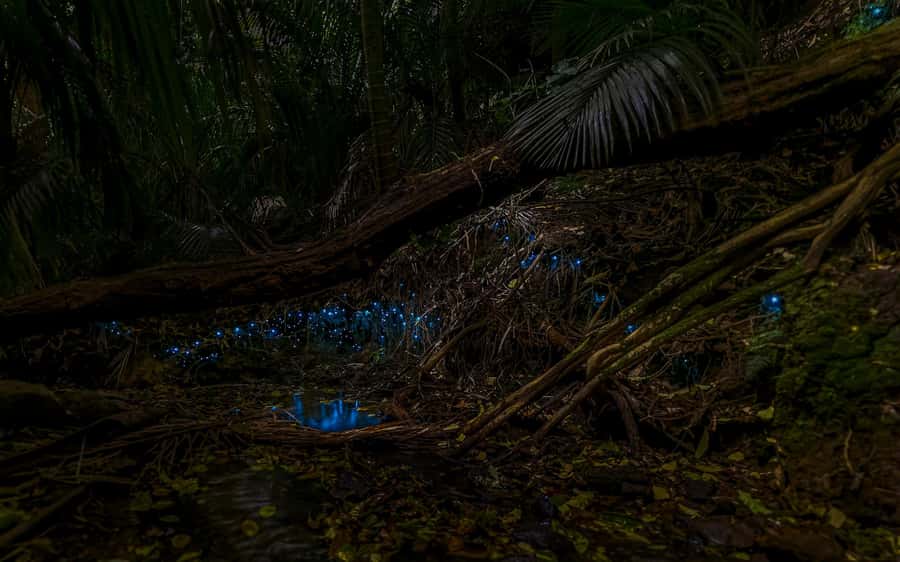 Auckland: Inner-City Glowworm Experience in Ancient Volcano - Meeting at Wintergarden Cafe in the Auckland Domain