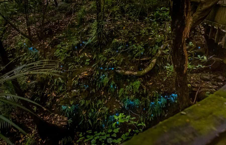 Auckland: Inner-City Glowworm Experience in Ancient Volcano - Should you book the Pukekawa glowworm experience?
