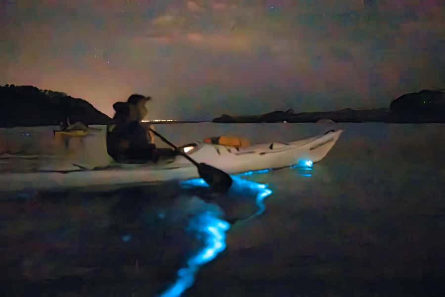 Auckland: Night Kayak Tour in Glowing Bioluminescent Waters - Why this Auckland night paddle is different
