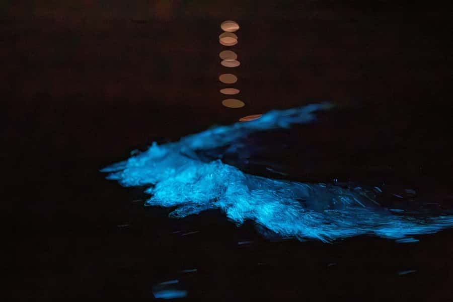 Auckland: Night Kayak Tour in Glowing Bioluminescent Waters - The first 30 minutes: safety before the stars