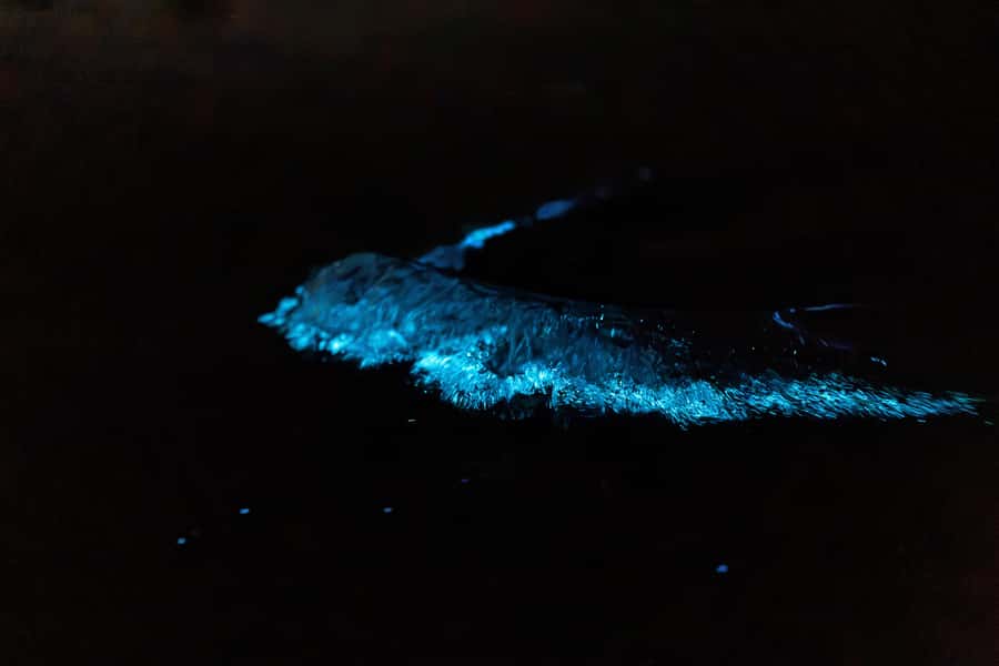 Auckland: Night Kayak Tour in Glowing Bioluminescent Waters - The 75-minute kayak session: searching for Sea Sparkle