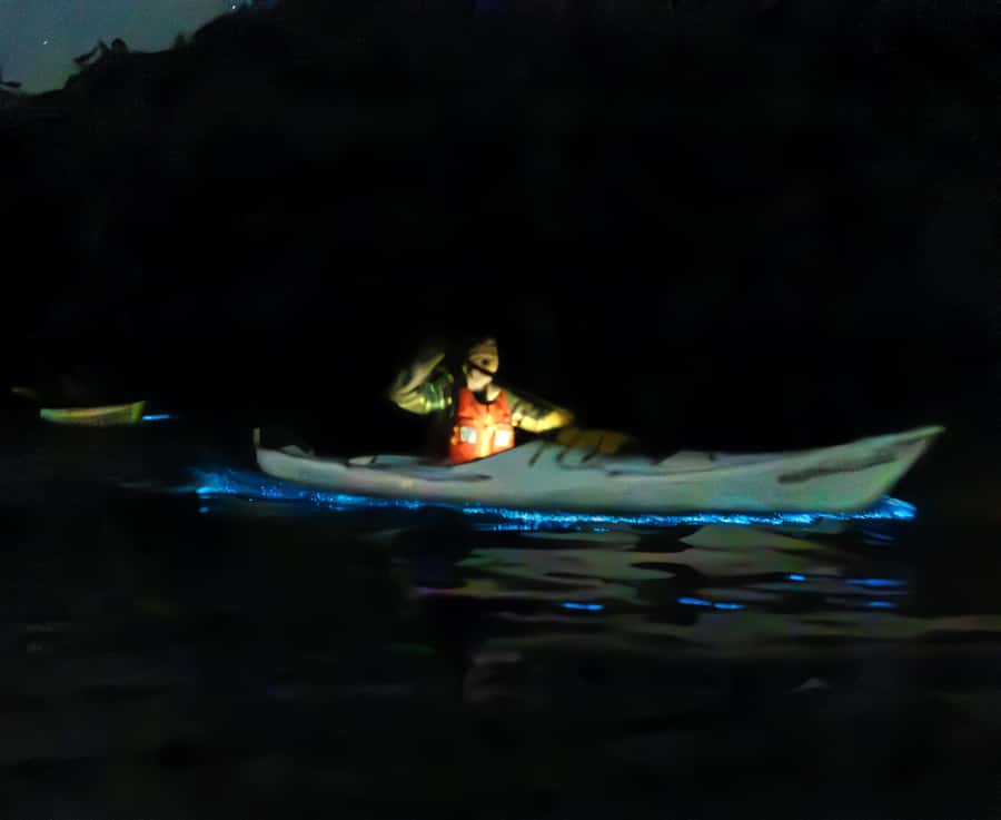 Auckland: Night Kayak Tour in Glowing Bioluminescent Waters - The science behind the glow