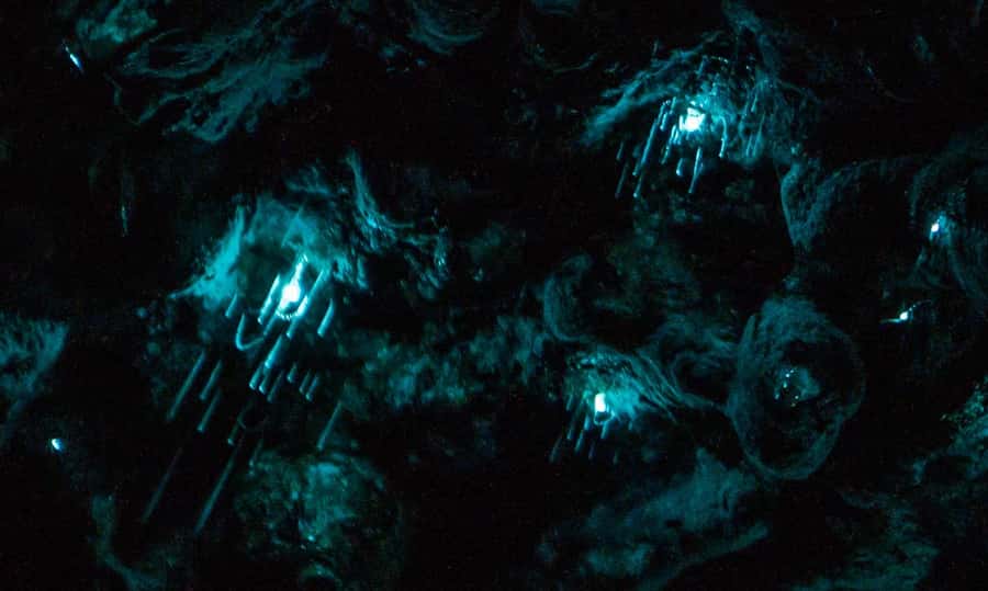 Auckland North Shore Glowworm Tour - Why Awaruku Reserve makes this glowworm tour different