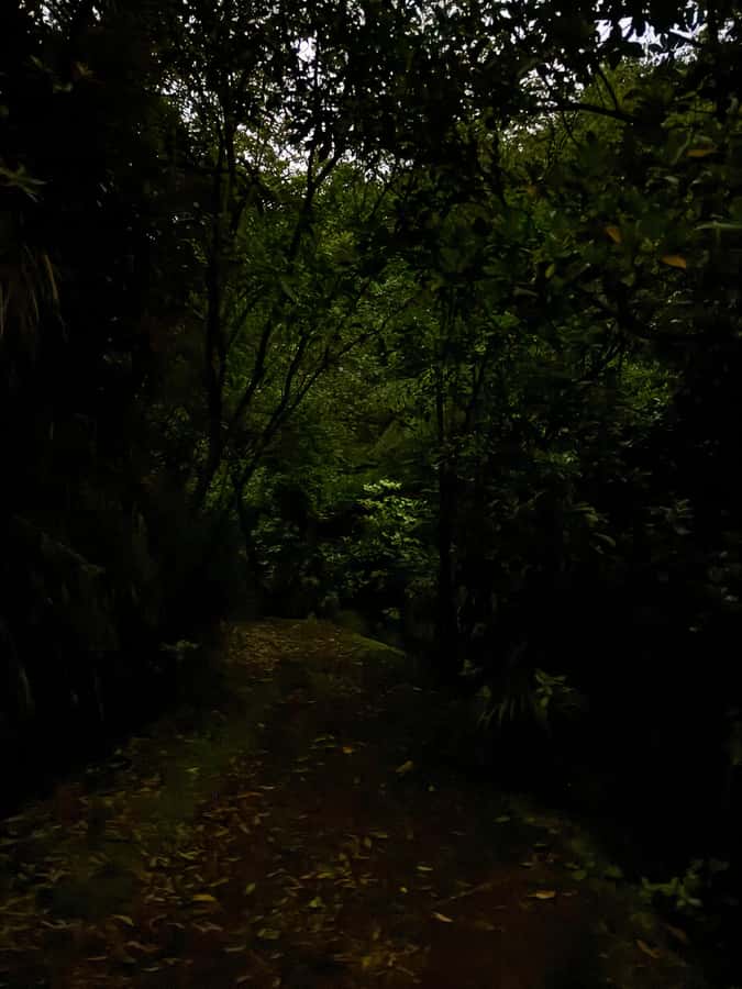 Auckland North Shore Glowworm Tour - Meeting outside Hairluxx Boutique Torbay