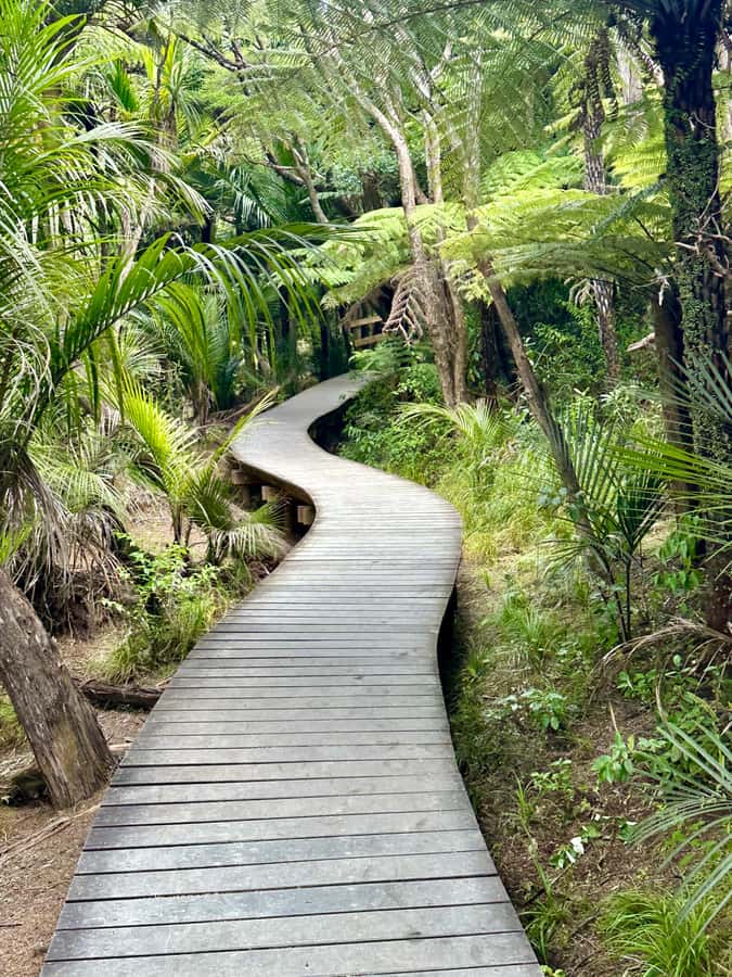 Auckland: Piha Beach, Rainforest, & Mount Eden Private Tour - What the private format changes