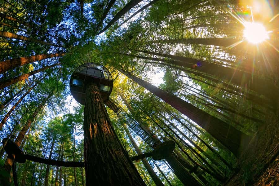 Auckland: Rotorua Highlights w WaiOTapu & Redwoods Treewalk - The long ride back to Auckland