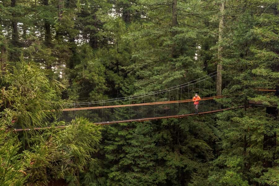 Auckland: Rotorua Highlights with Redwoods Treewalk & Spa - Why this day trip works
