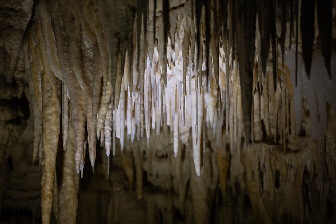 Auckland: Rotorua Māori Village, Waitomo Caves & Lunch - What the $257.54 price really covers