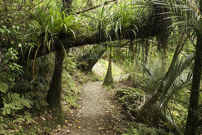 Auckland's Wild West Coast & Black Sand Beaches Tour inc Lunch - What the NZ$108.60 price really covers