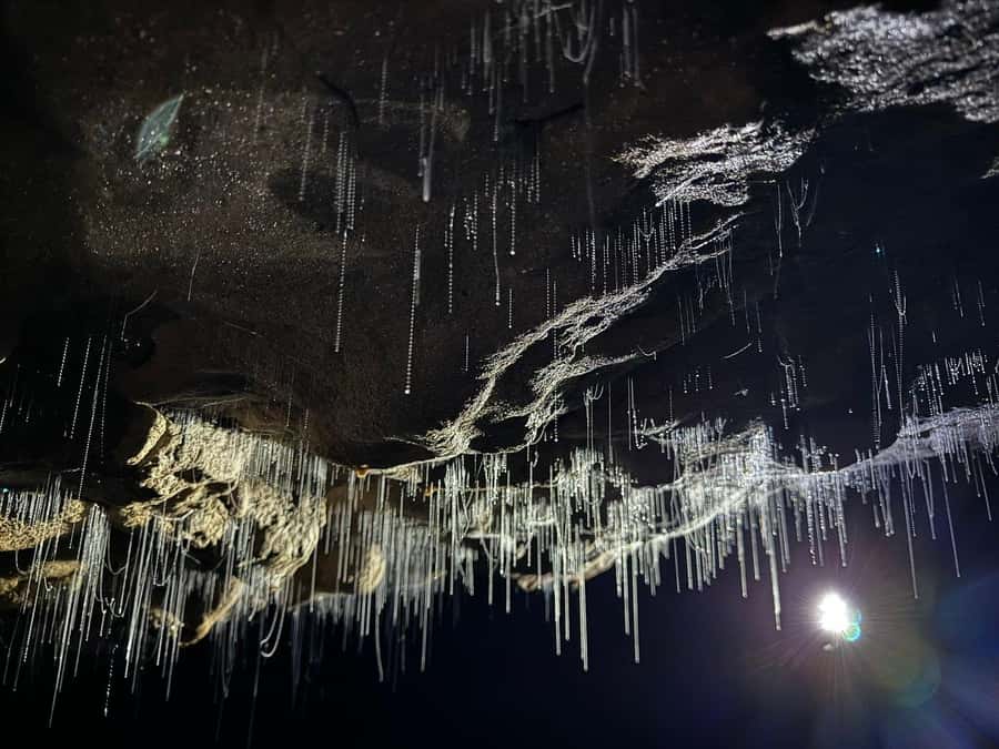 Auckland: Spellbound Glowworm Caves Explorer Tour - Why the glowworms are worth the long road trip