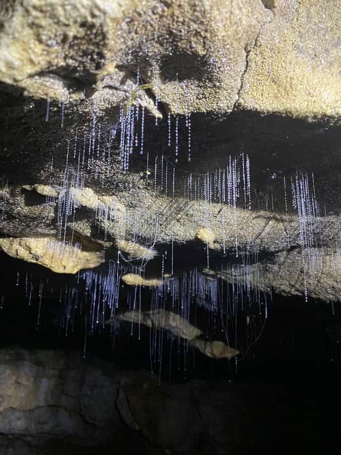 Auckland: Spellbound Glowworm Caves Explorer Tour - Booking details that matter