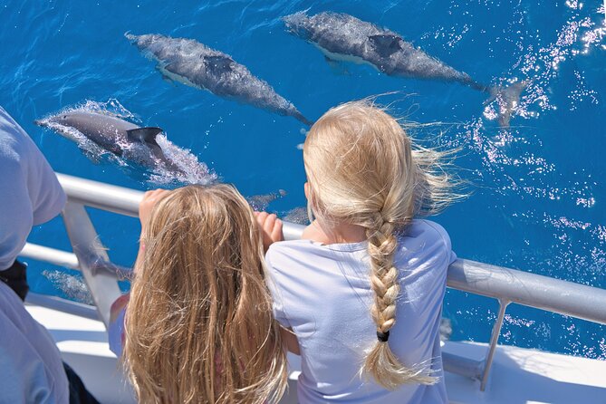 Auckland: Tikapa Moana Dolphin, Whale and Island Cruise - Key points to know before you book