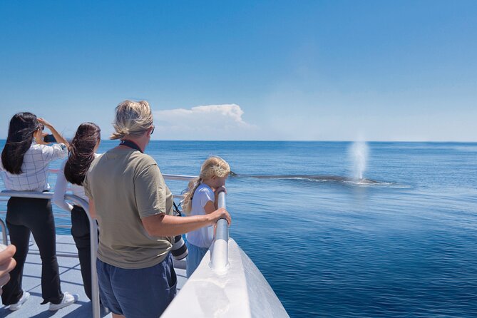 Auckland: Tikapa Moana Dolphin, Whale and Island Cruise - A wildlife cruise with a real chance of surprise