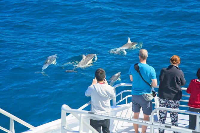 Auckland: Tikapa Moana Dolphin, Whale and Island Cruise - Is $105.50 good value?