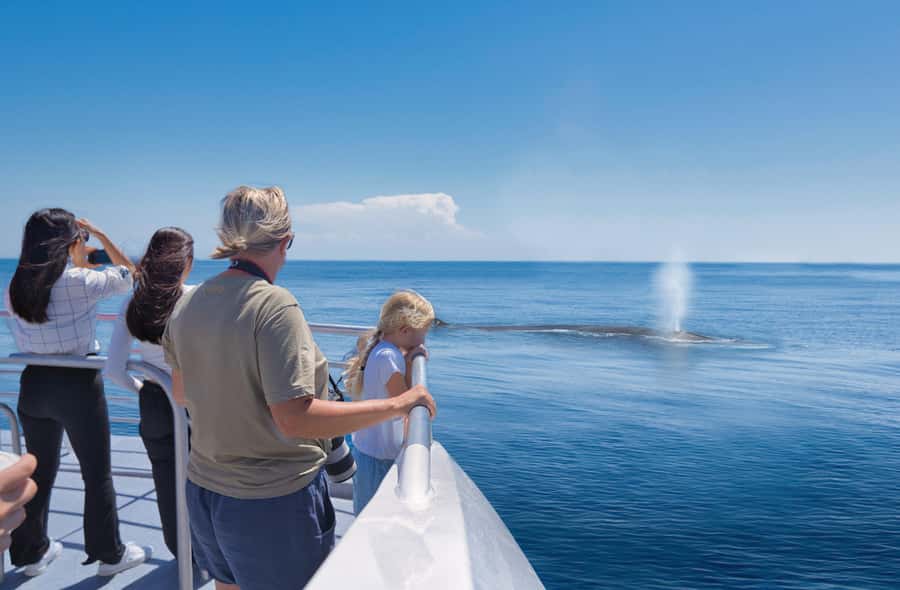 Auckland: Tikapa Moana Whales, Dolphins and Islands Cruise - What the first two hours feel like