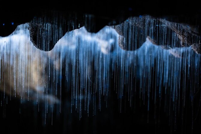 Auckland to Rotorua via Waitomo Caves Small Group Tour (One Way) - Price and value at $191.76