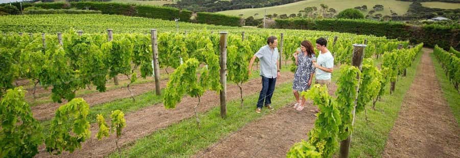 Auckland: Waiheke Island Luxury Experience Private Tour - The Olive Oil Estate Gives the Day More Flavor