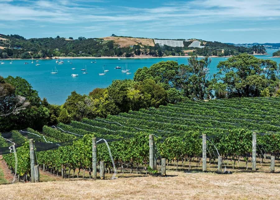 Auckland: Waiheke Island Luxury Experience Private Tour - Beach Time, Local Shops, and a View-Filled Lunch