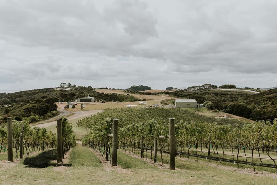 Auckland: Waiheke Island Wine and Food Tasting with Flights - Booking advice for a smoother day