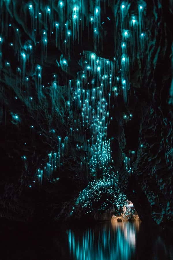 Auckland: Waitomo Caves & Rotorua - Te Puia Small-Group Tour - Why this Auckland day trip packs in so much