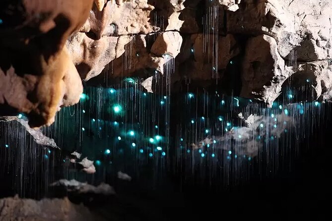 Auckland : Waitomo Spellbound Glow Worm Twin Caves Private Tour - Otorohanga lunch and the road home