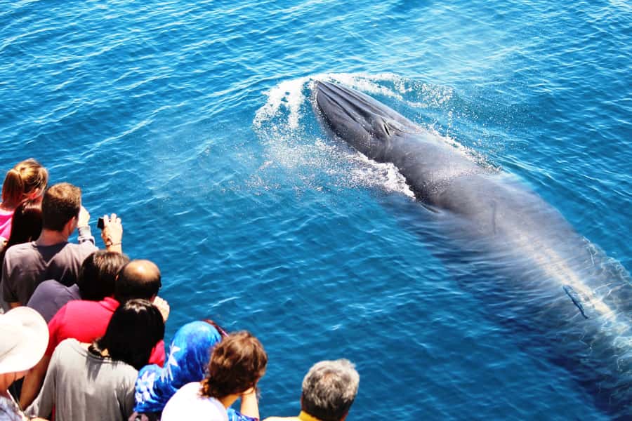Auckland: Whale and Dolphin Watching Half-Day Eco Cruise - Key points at a glance