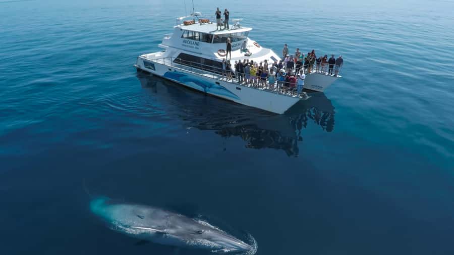 Auckland: Whale and Dolphin Watching Half-Day Eco Cruise - Searching the Hauraki Gulf for dolphins