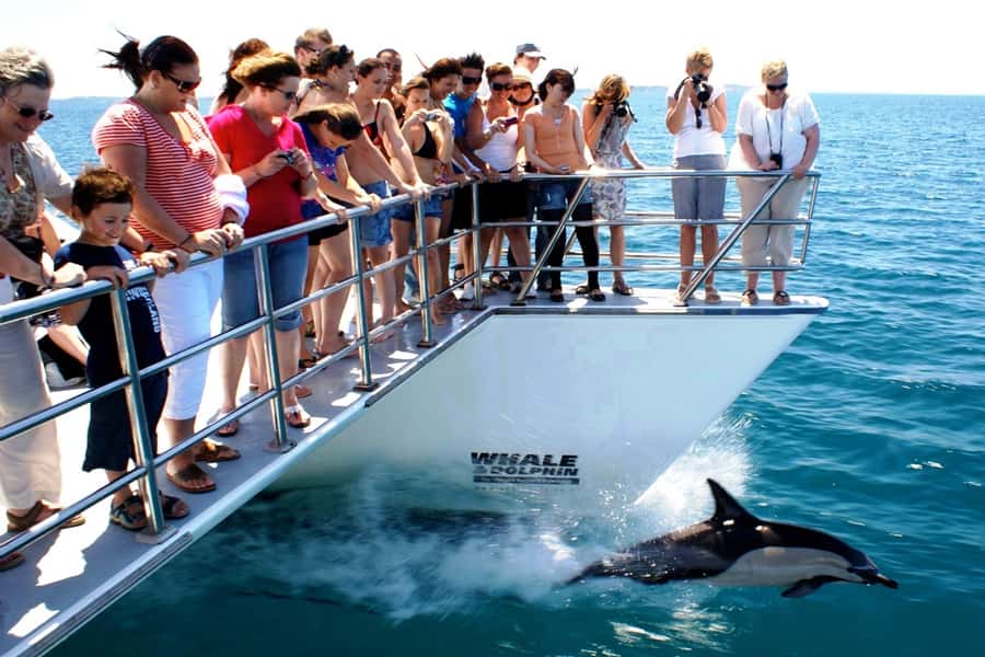 Auckland: Whale and Dolphin Watching Half-Day Eco Cruise - Whales, sharks, penguins, and seabirds