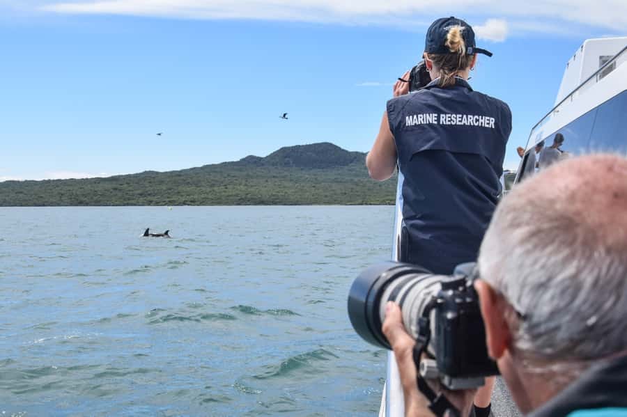 Auckland: Whale and Dolphin Watching Half-Day Eco Cruise - Research on board adds substance