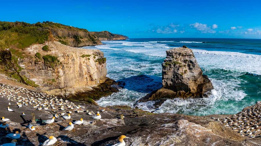 Auckland: Wild West Coast, Black Sand Beaches Tour inc Lunch - Key points to know before booking