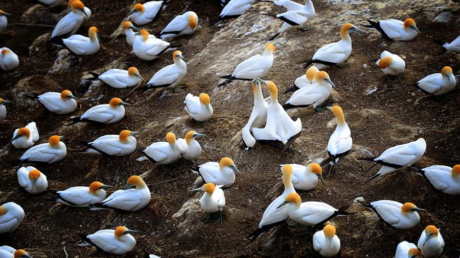Auckland: Wild West Coast, Black Sand Beaches Tour inc Lunch - Muriwai Beach and its black volcanic sand
