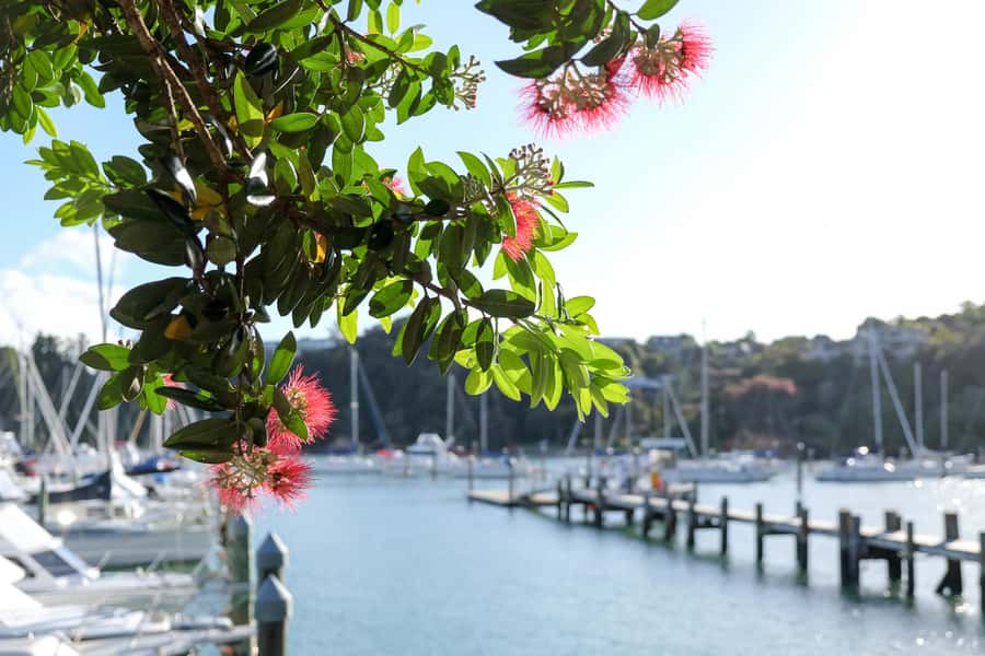 Bay of Islands: 1 Hour Scenic Bay of Islands Tour - Haruru Falls and its Māori connections