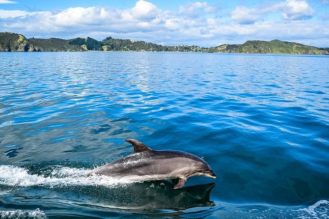 Bay of Islands 2-Day Small Group Tour & Cruise from Auckland - Leaving Auckland for the Kauri Museum
