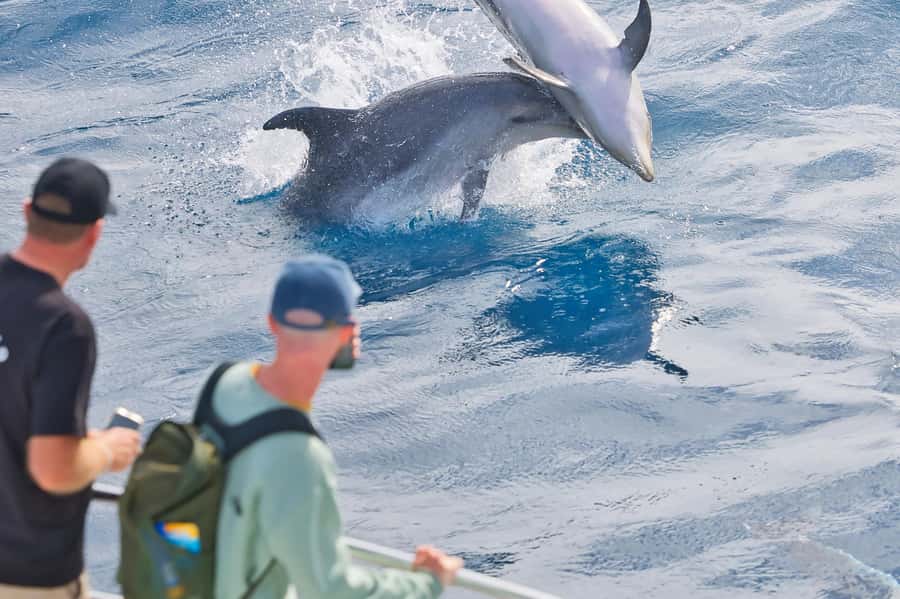 Bay of Islands: Discover the Bay Cruise with Island Lunch - The Hole in the Rock, when the sea allows