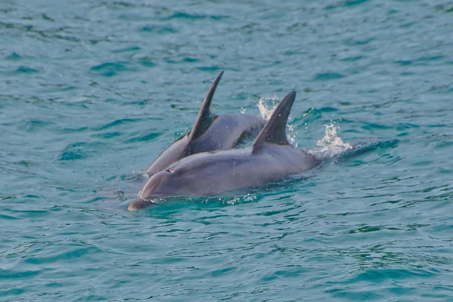 Bay of Islands: Discover the Bay Cruise with Island Lunch - Practical advice before you board
