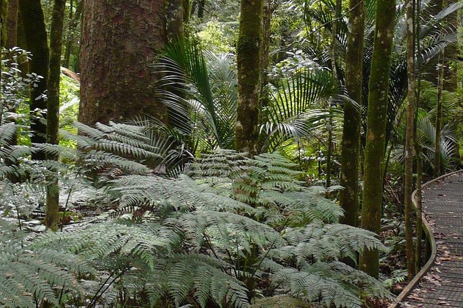 Bay of Islands Glow Worm Caves & Scenic Shore Excursion - The guides shape the quality of the day