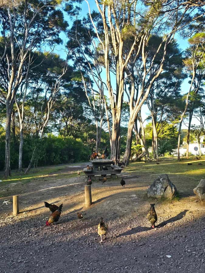 Bay of Islands - Mini Tour (75-90 mins) - Stone Church and the beaches along the way