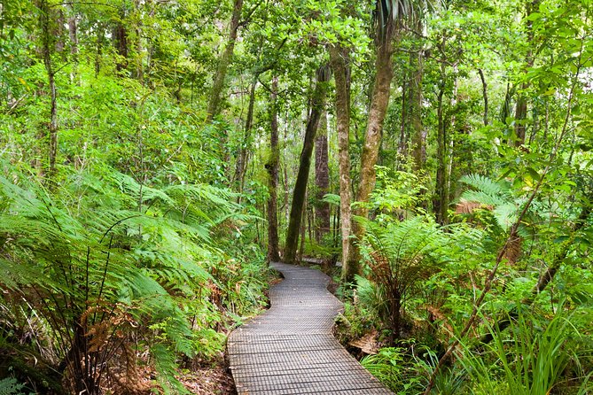 Bay of Islands Shore Excursion: Puketi Rainforest Guided Walk - Group size and personal attention