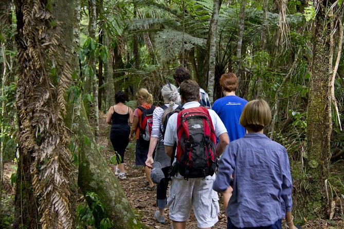 Bay of Islands Shore Excursion: Puketi Rainforest Guided Walk - Meeting the giant kauri trees
