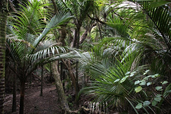 Beautiful Nature Tours Auckland - Private Tour - Rainforest walks, caves, and viewpoints