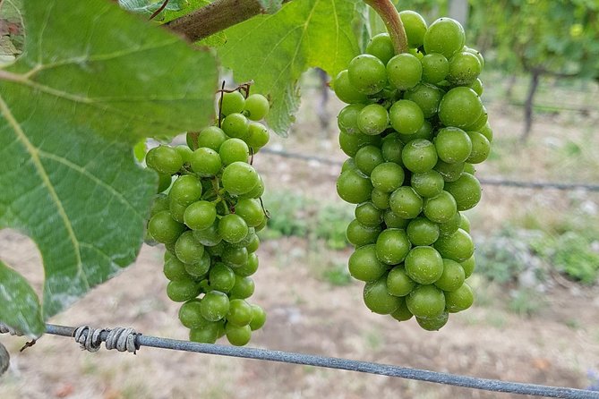 Beyond the Vines - Full-Day Marlborough Wine Tasting Tour - Guides make the difference