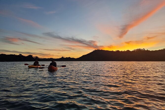 Bioluminescence Kayak Tour - Est. 1994 - Paddling Long Bay Okura Marine Reserve