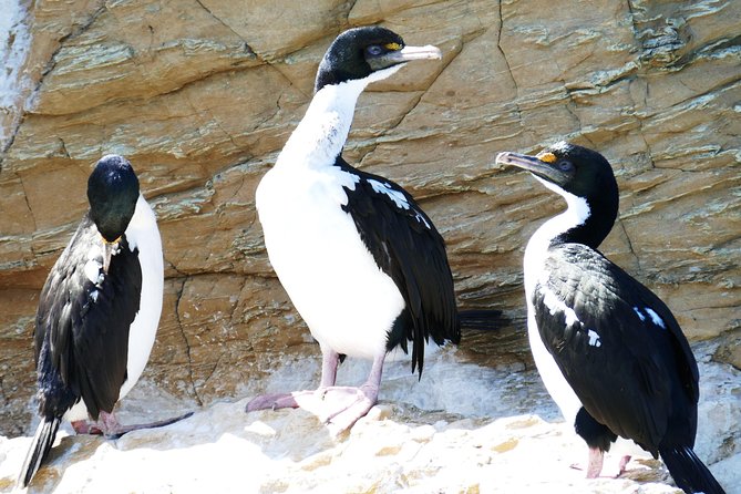 Bird Watching and Dolphin Eco-Tour to Blumine Island - Cruising the calm Queen Charlotte Sound