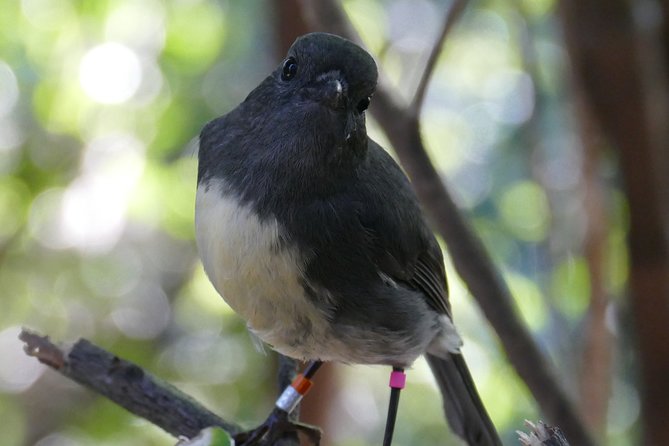 Bird Watching and Dolphin Eco-Tour to Blumine Island - Guides who make the sightings meaningful