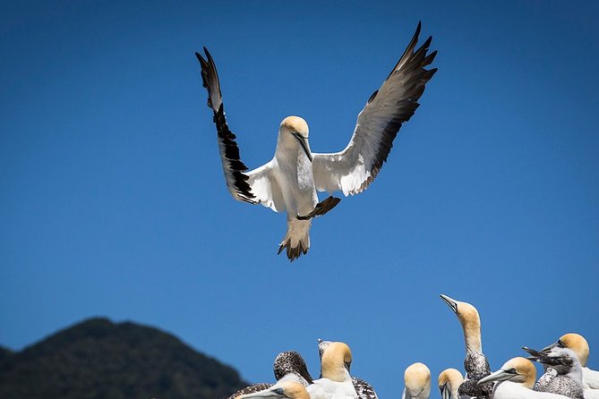 Bird Watching and Dolphin Eco-Tour to Blumine Island - What the price includes at €112.18
