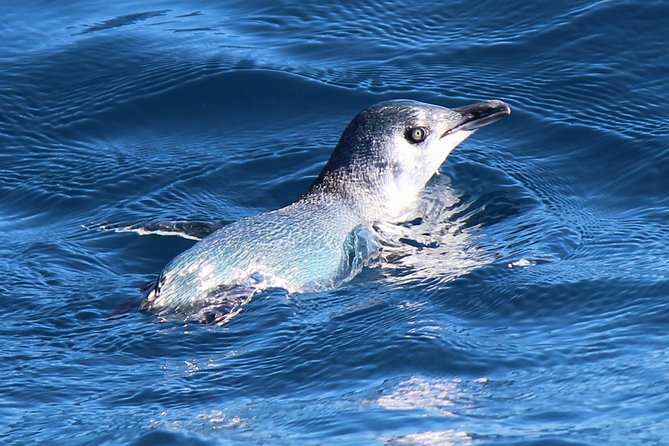 Bird Watching and Dolphin Eco-Tour to Blumine Island - Timing, comfort, and practical planning