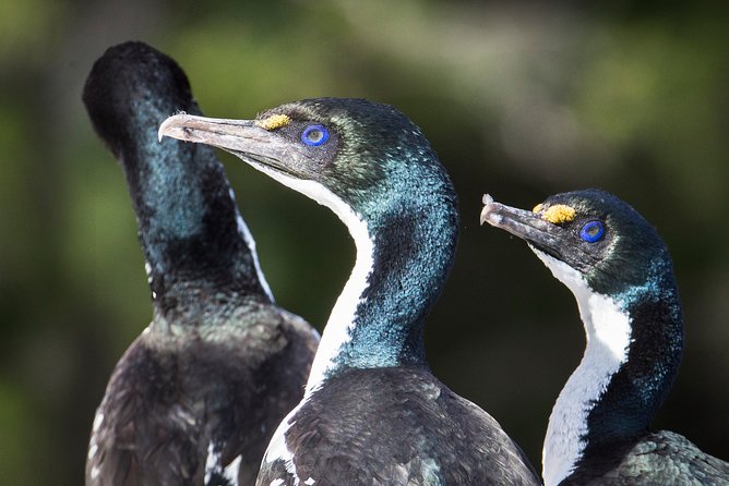 Bird Watching and Dolphin Eco-Tour to Blumine Island - Who should book this wildlife cruise