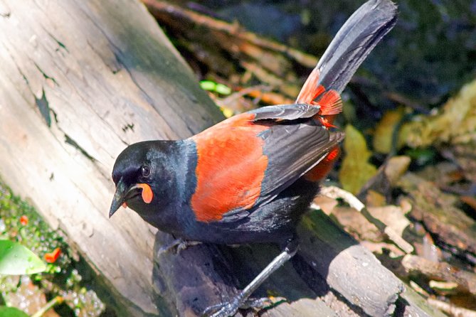 Bird Watching and Dolphin Eco-Tour to Blumine Island - Is the E-Ko Blumine Island tour worth booking?