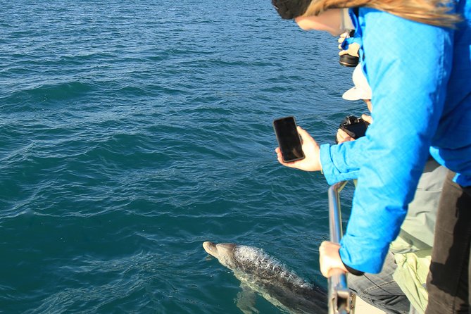 Bird Watching and Dolphin Eco-Tour to Blumine Island - Searching for rare birds on the island